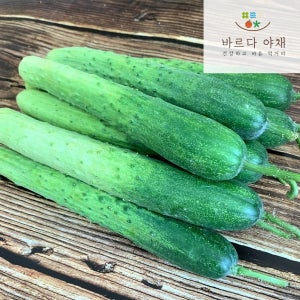 바르다야채 특품 국내산 백다다기오이 1kg 3kg 5kg 10kg
