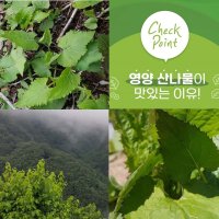 청정지역 깊은 산속 자연산 산나물 건 참취 100g