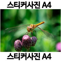 A036-6/스티커사진 A4 잠자리사진 방수라벨지 실사코팅 핸드폰사진인화 프린트할수있는곳 사진인쇄 사진출력 인쇄출력