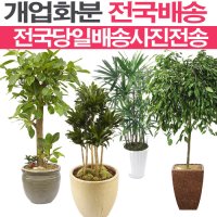 개업식 개업화분 전국 꽃배달 당일배송 서울시 인천시 세종시 대전시 대구시 울산시 부산시 광주시 파주시 광주시 파주시 수원시 성남시 화성시