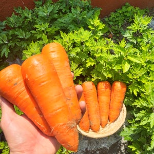 국내산 햇 흙 당근 제주 경남 경북 강원 구좌 3kg 5kg 10kg 요리용 청조농산