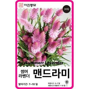맨드라미 씨앗 F1교배종 맨드라미 썸머라벤더 / 30립 종자 꽃씨 몰 고급 종자 절화용
