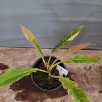 Philodendron Ring of Fire 1번동일필로덴드론링오브파이어