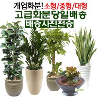 개업화분 전국 배송 당일 식당 사무실 서울 동작구 노량진동 상도동 본동 흑석동 동작동 사당동 대방동 신대방동