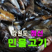 민물고기 탱수 미꾸라지 500g 강원도 정선