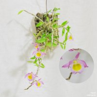 목부작 덴드로비움 로디게시 Dendrobium Loddigesii 소형란 소형난 서양란 동양란 난초 부작난