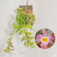 목부작 덴드로비움 로디게시 복륜무늬 Dendrobium Loddigesii 무늬종 소형란 소형난 서양란 동양란 난초 부작난