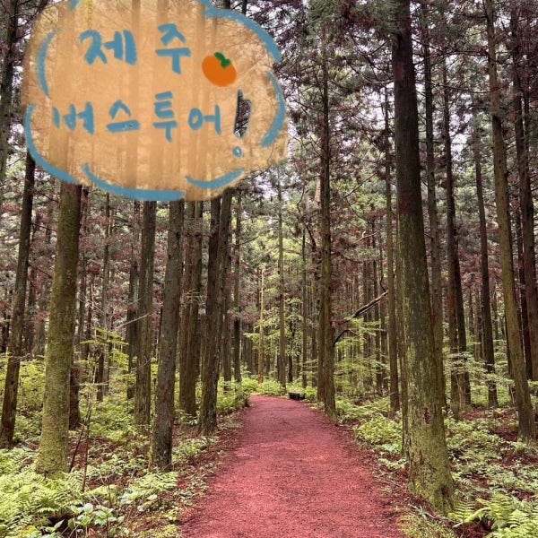 제주원데이투어 제주일일투어 제주버스투어 절물자연휴양림 함덕해수욕장 한담해변 맛집 뚜벅이여행 사려니숲길