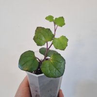 세네시오퍼플바인 넝쿨식물 보라색식물 퍼플플랜트