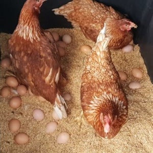 난각번호2번 동물복지 무항생제 자연방사 건강한 방목계란 유정란 30구 정기구독