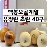 백봉 오골계알 오골계란 춘천농장 무항생제 자연방사 유정란 영자 초란 40구