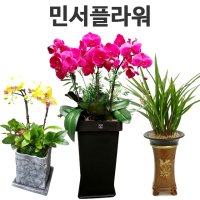 안성 개업화분 동양란 서양란 고급 승진난 취임 영전 축하란 임용 화분보내기