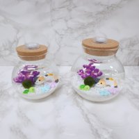 삼색고양이 어항 마리모 키우기 세트 DIY 키트