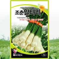 조춘알타리 무 씨앗 알타리 무우 씨 종자 30g