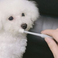 강아지 고양이 치석 제거 개 양치 원형 360도 칫솔