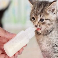 아기 고양이젖병 분유 수유 새끼 고양이 강아지젖병