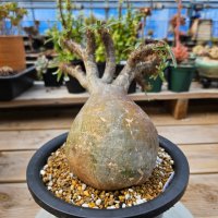 파키포디움 그락실리우스Pachypodium gracilius 아프리카식물 희귀식물 호야다육