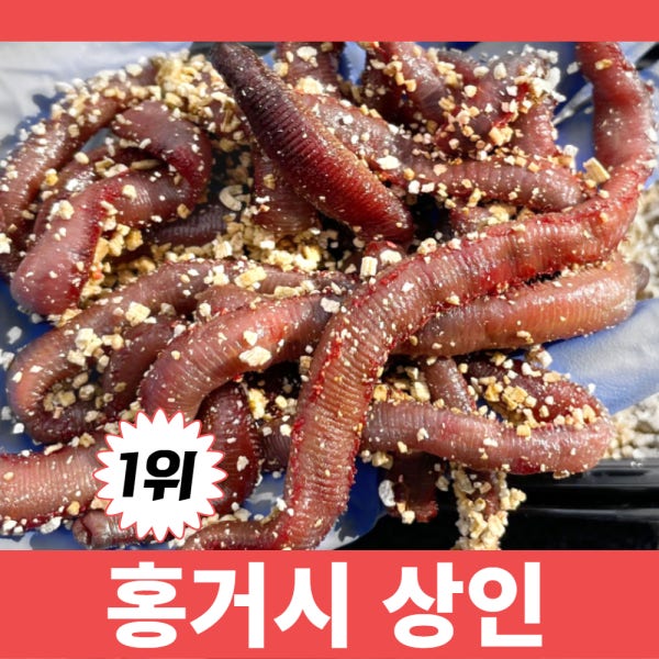 염장 혼무시 지렁이 참갯지렁이 민어 농어 감성돔 바다 원투 낚시 홍거시상인