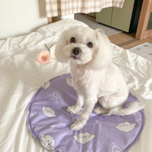 하이 강아지 쿨매트 고양이 애견 여름 쿨링 냉감 매트