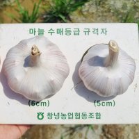 창녕 마늘 5kg, 10kg, 15kg 깨끗하게 손질발송합니다.