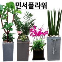 전주 완산구 개업화분 사무실이전 학원 카페 오픈 식당 축하화환 축하난 동양란 당일배송