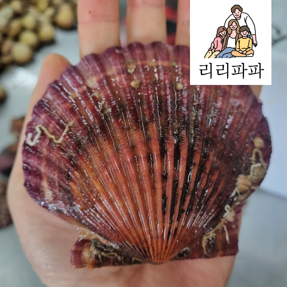 [산지직송] 이순신수산의 싱싱 비단 홍가리비 1kg[1kg]