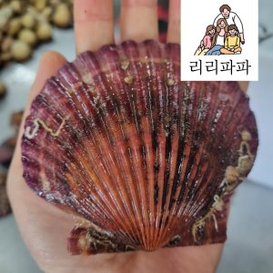 홍가리비1kg 최저가 가성비상품