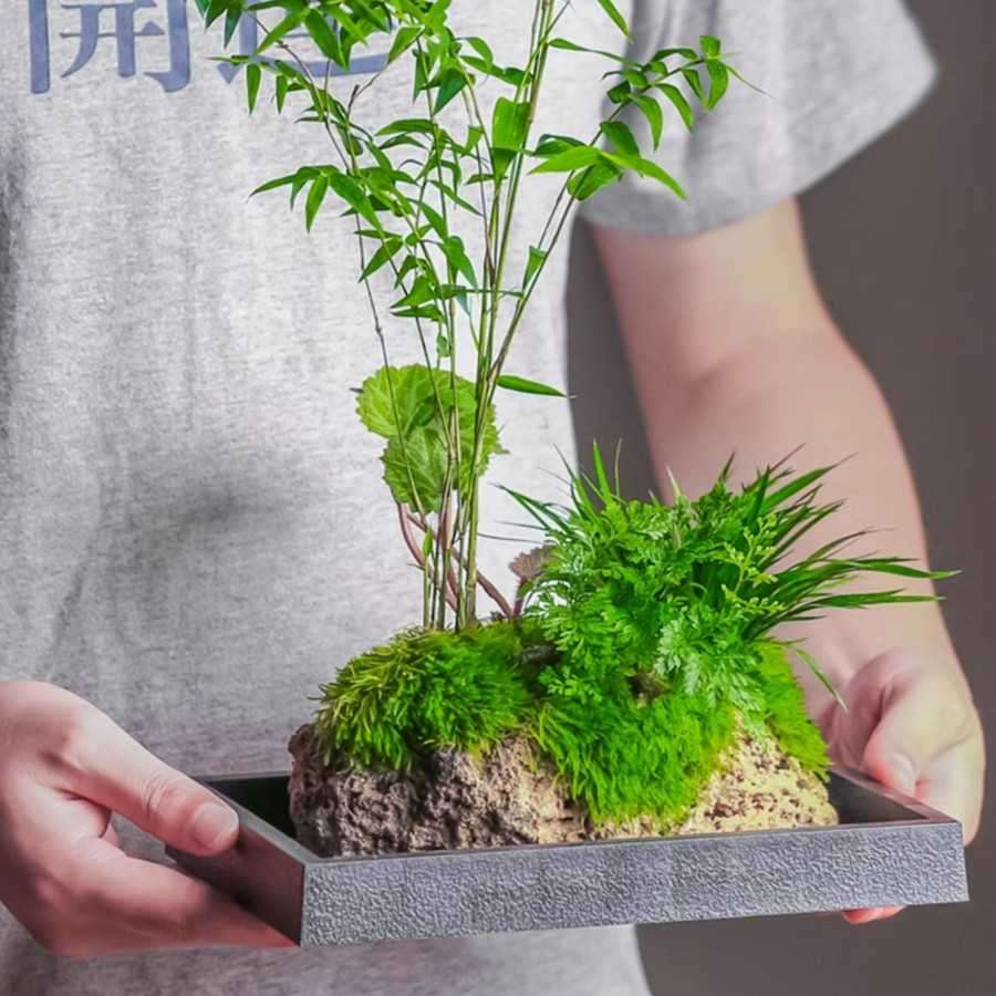 석부작 분재 작은 화분 돌창포 조경 개업 집들이 선물