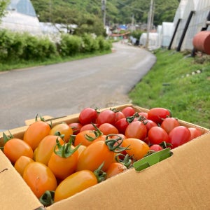 대추 방울 퇴촌 토마토 1,2,5kg 산지직송 직접재배
