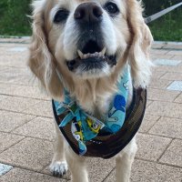 강아지 고양이 아이스팩 쿨스카프 여름 케이프 넥쿨러 열사병 방지 소형견부터 대형견까지