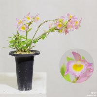 덴드로비움 로디게시 복륜무늬 Dendrobium Loddigesi 무늬종 소형란 소형난 서양란 동양란 난초 부작난