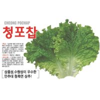 청포찹 상추