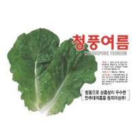 청풍여름 상추