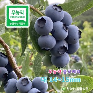 무농약 국산 생 블루베리 1kg 1키로 대(14-15mm), 국립공원 친환경 노지재배로 당도보장