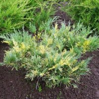 블루헤븐 블루앤골드 Juniperus x media ’Blue & Gold’ 두꺼운 울타리용 사생활보호 아이비애로우