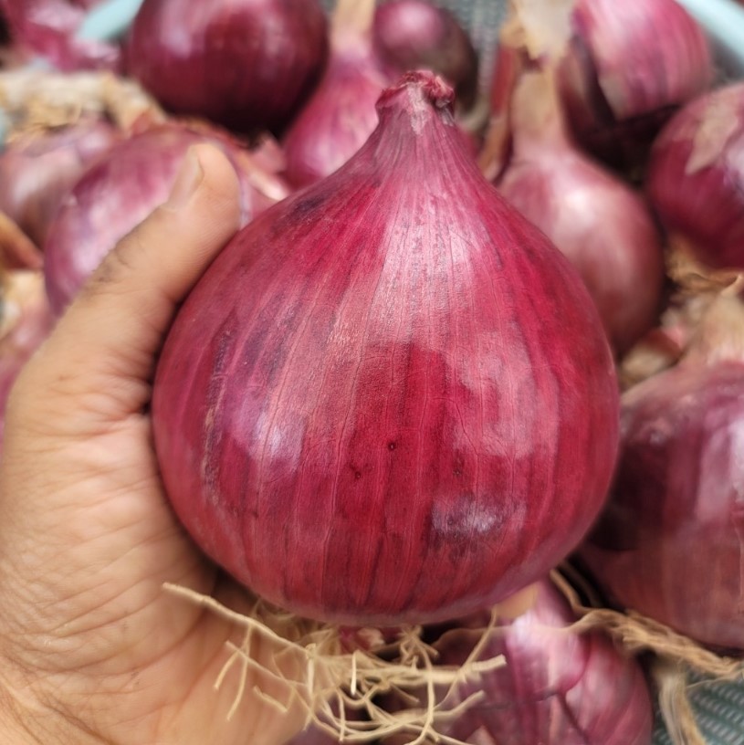 무안 국내산 26년 햇 조생 자색<b>양파</b>, 일반<b>양파</b> 1kg, 3kg, 5kg