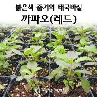 [모종심는아빠] 붉은색 줄기의 상큼한 태국바질 까파오 레드 허브모종