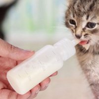 아기 고양이 젖병 강아지 동물 분유 반려견 애견