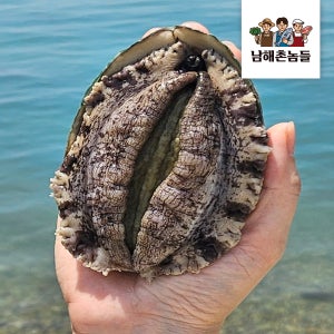 산지직송 완도 활전복 1kg 산소포장 가정용 업소용 선물세트