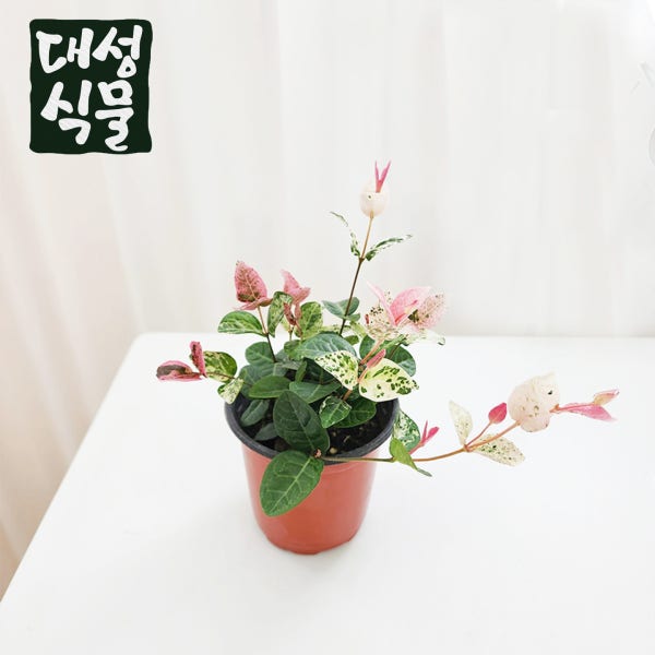 대성식물 오색마삭줄 초설 행잉플랜트 공기정화식물 플랜테리어 소형
