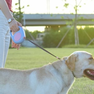 강아지안전줄 중형견리드줄 강아지산책줄 소형견 5m