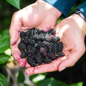 특품 엄선 오디 5kg