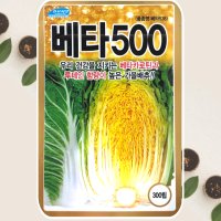 김장배추 씨앗 베타500 항암 배추 300립 가을