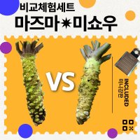 [시즈오카생와사비 체험세트] 마즈마 생와사비+미쇼우 생와사비(무게선택)