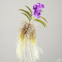 반다 바이올렛 보라꽃 미니반다 아스코센다 vanda Ascocenda violet 소형란 소형난 서양란 동양란 소엽풍란 난초 부작난