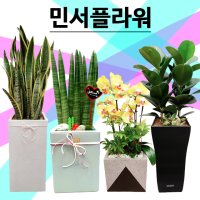 사무실개업화분 드라코 화분주문