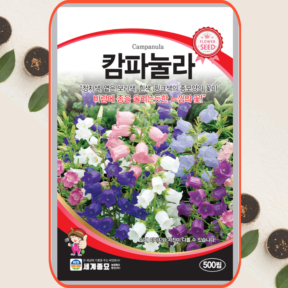 왜성 자주초롱 [4포트 복남이네야생화 모종 초롱꽃 퍼플 캄파눌라 campanula]