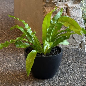 아비스 블랙팟 키우기 쉬운 식물 고사리 음지 풀집 공기정화