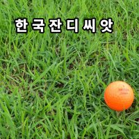 한국잔디씨앗 산소 정원 공원 카페 연수원용 들잔디 병충해및 고온에강 낮게자람