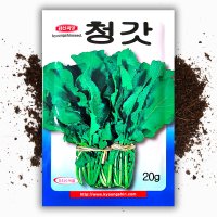 청갓 씨앗 종자 20g 갓 씨